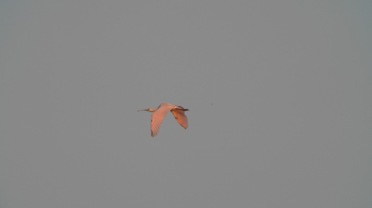 Roseate Spoonbill - ML354662081