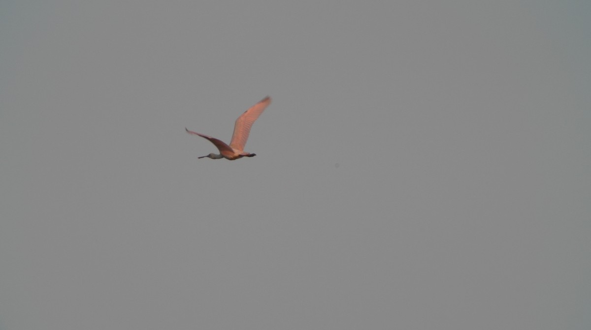 Roseate Spoonbill - ML354662091