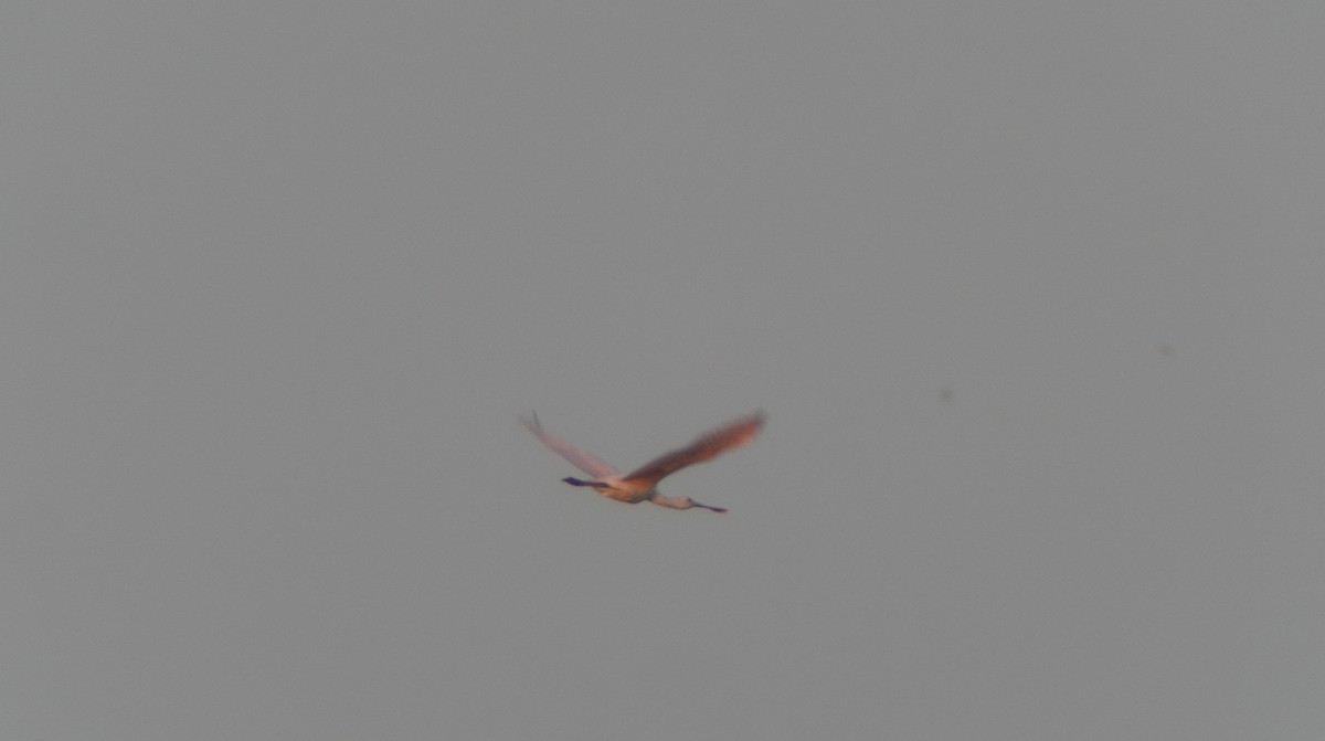 Roseate Spoonbill - ML354662111