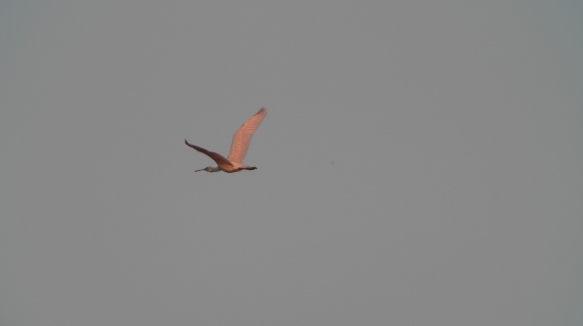 Roseate Spoonbill - ML354662121