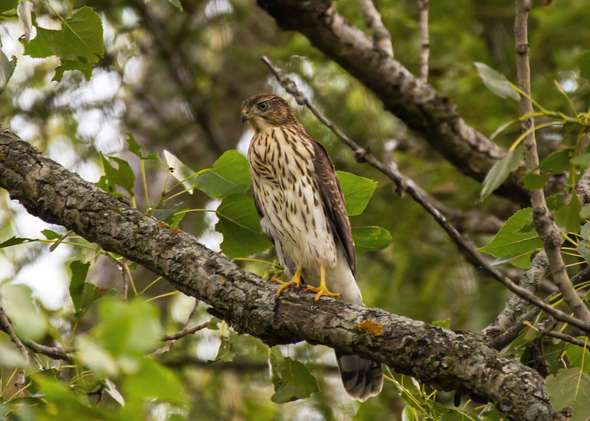 Cooper's Hawk - ML354663221