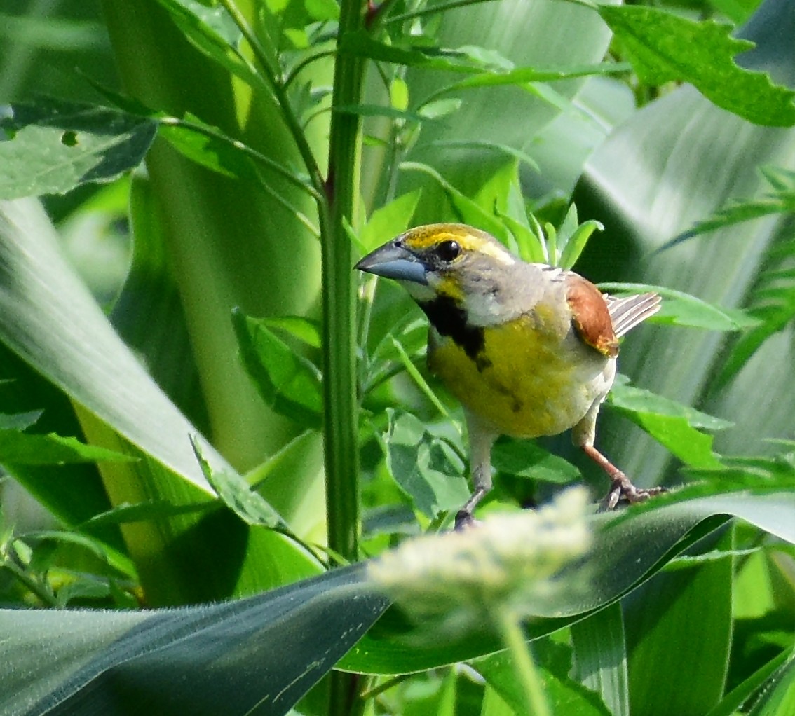 Dickcissel d'Amérique - ML354664101