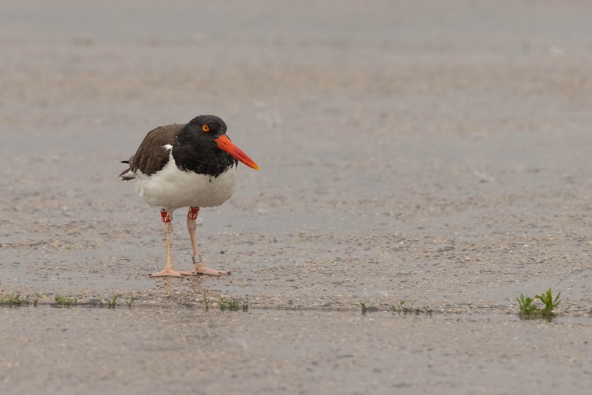 American Oystercatcher - ML354666321