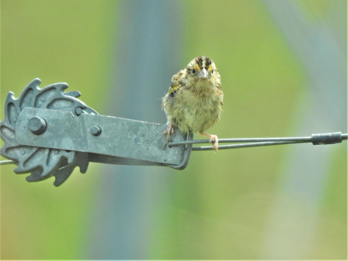 Grasshopper Sparrow - ML354667201