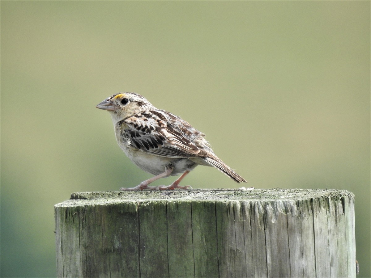 Grasshopper Sparrow - ML354667211