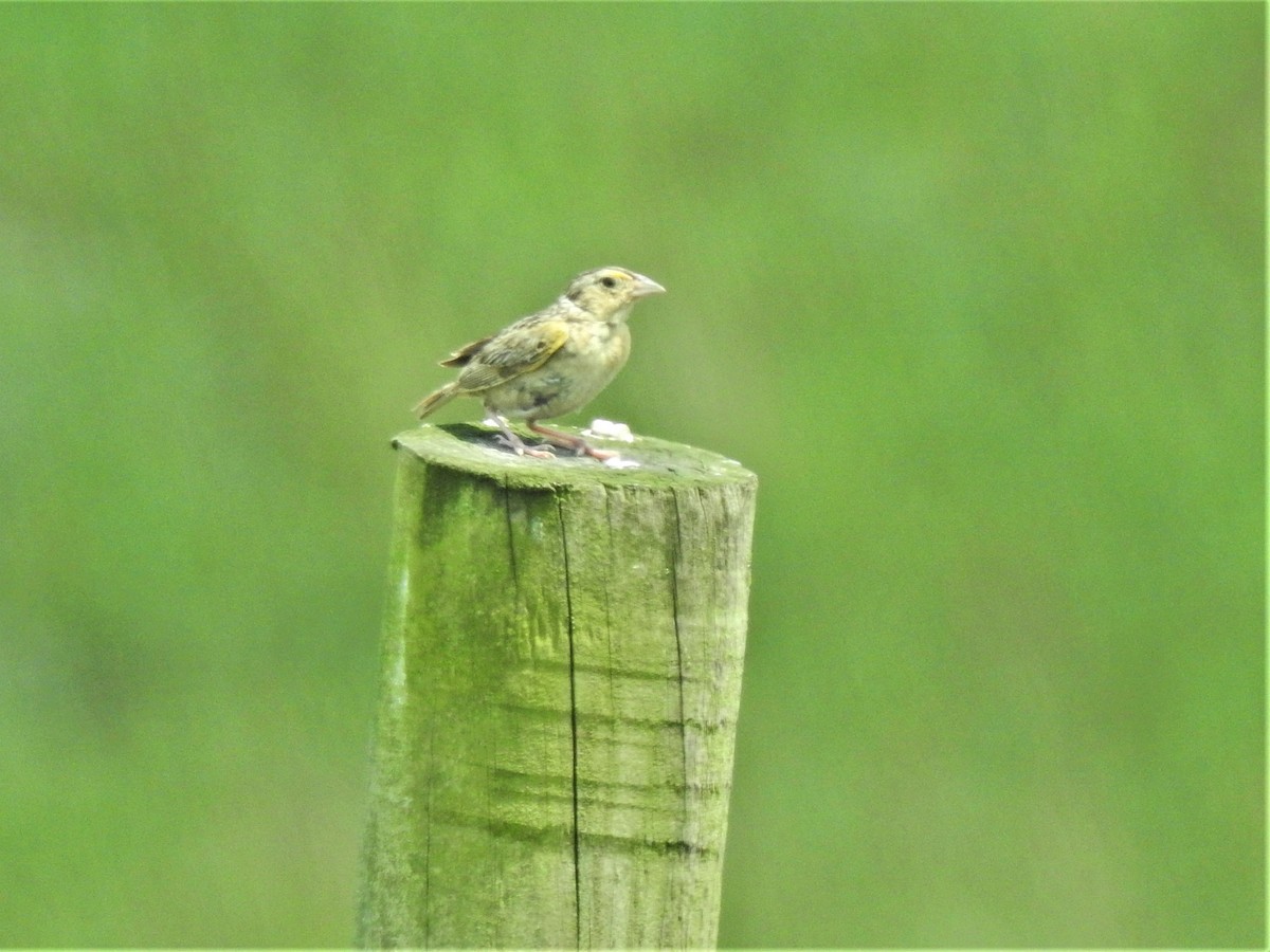 Grasshopper Sparrow - ML354667221