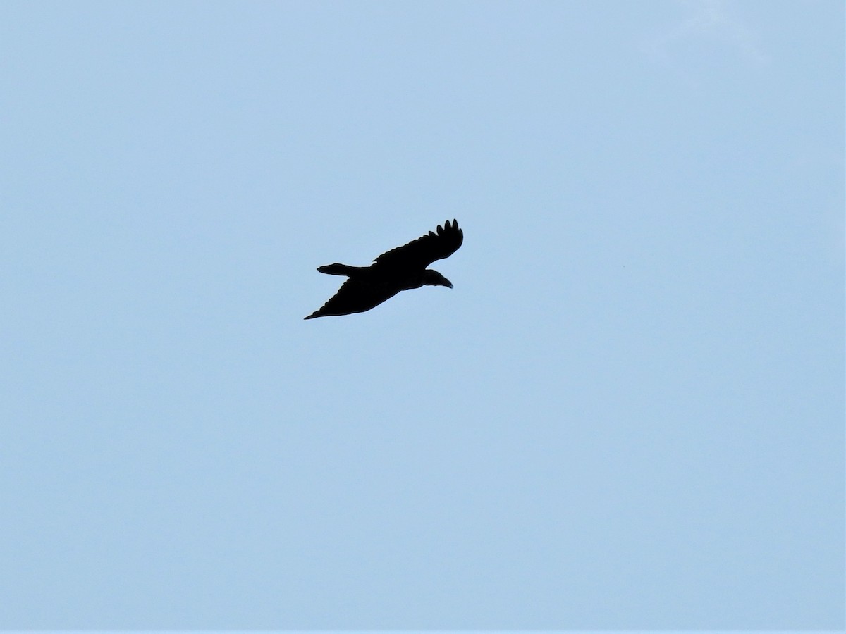 Common Raven - ML354667281