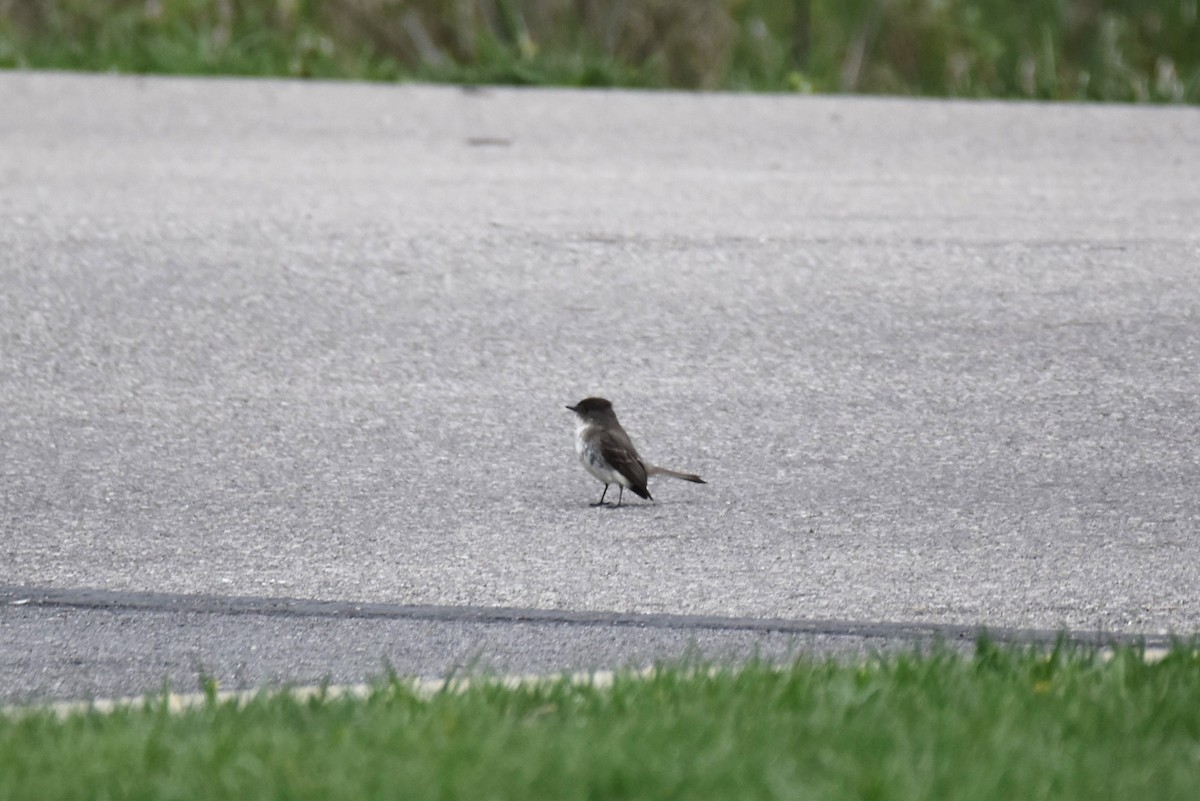 Eastern Phoebe - irina shulgina