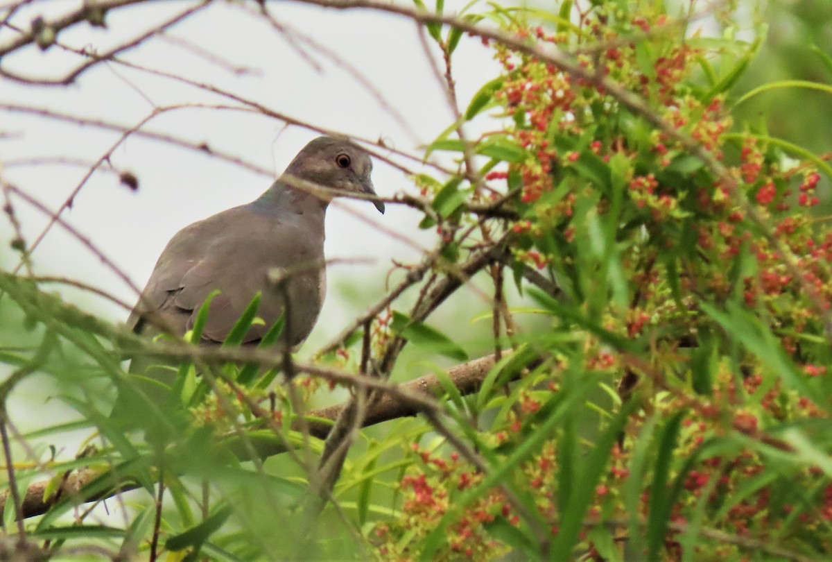 White-tipped Dove - ML354669881