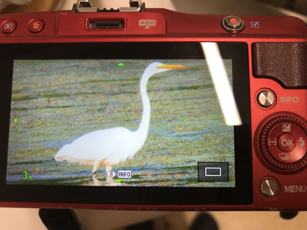 Great Egret - ML354672151