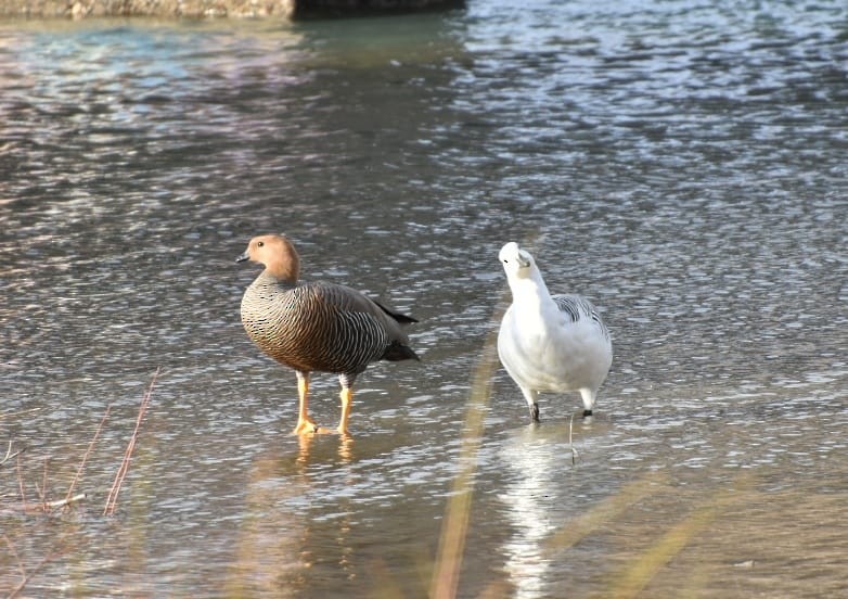 Upland Goose - ML354672831