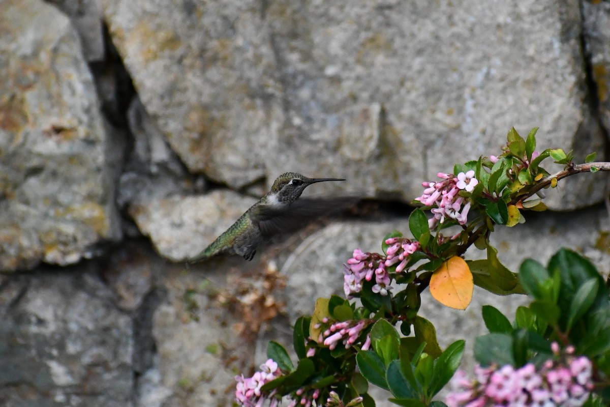 Anna's Hummingbird - ML354672851