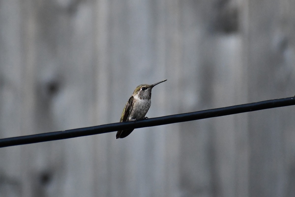 Anna's Hummingbird - ML354672901