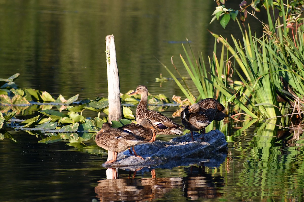 Germano reale - ML354673251