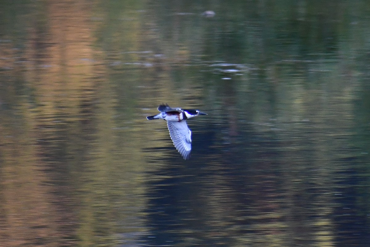 Belted Kingfisher - ML354673421