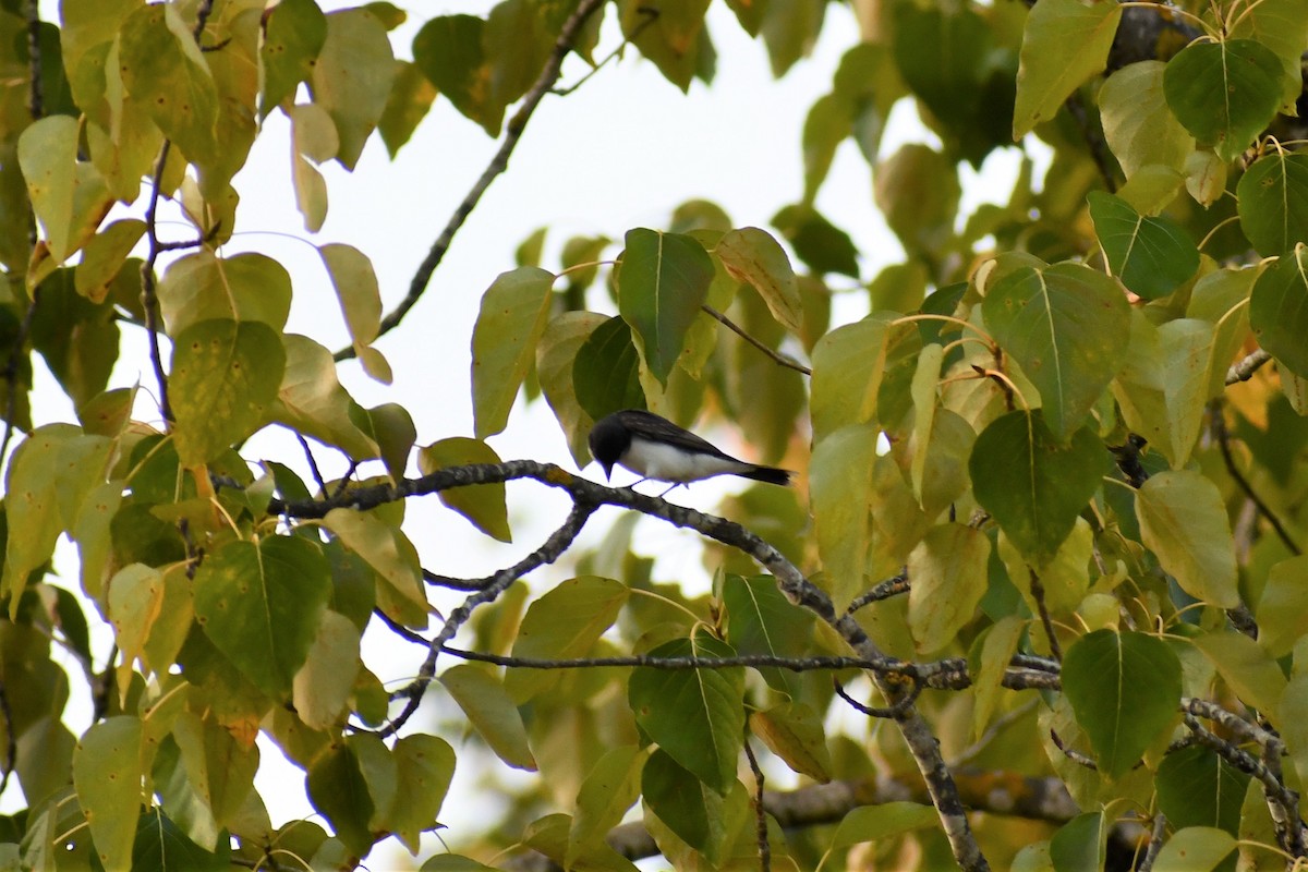 Eastern Kingbird - ML354673511