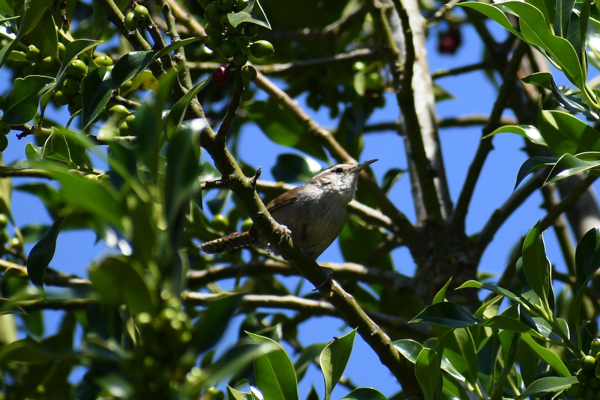 Bewick's Wren - ML354673771