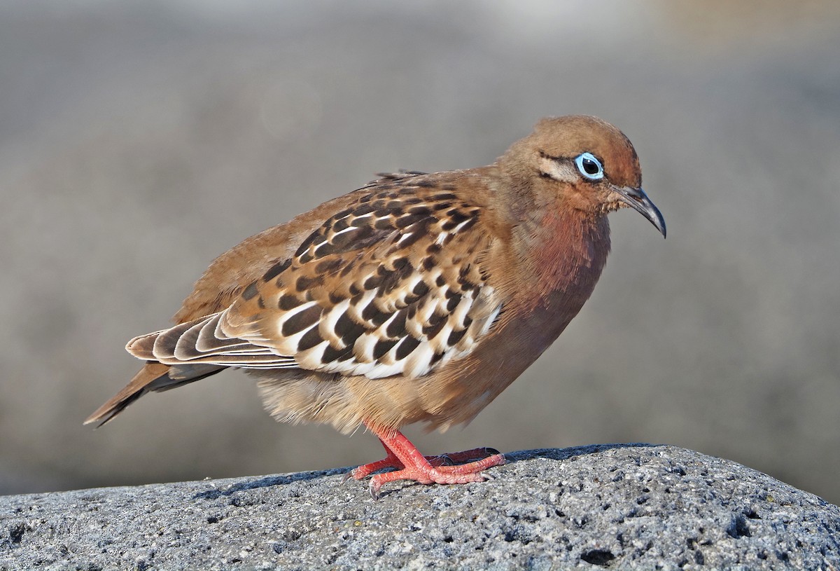 Galapagos Dove - ML354674431