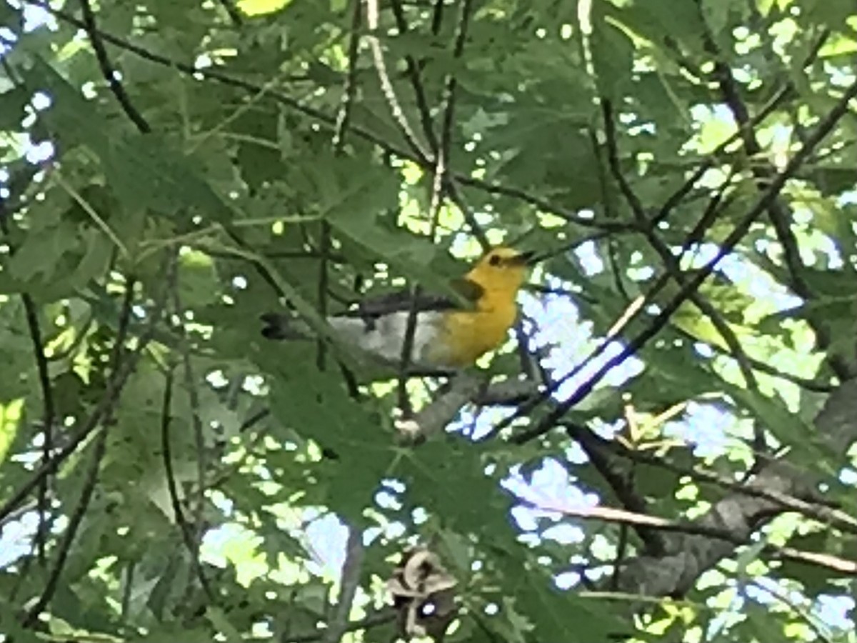 Prothonotary Warbler - Ken Burdick