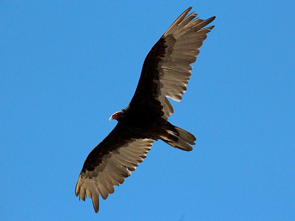 Turkey Vulture - ML35467721