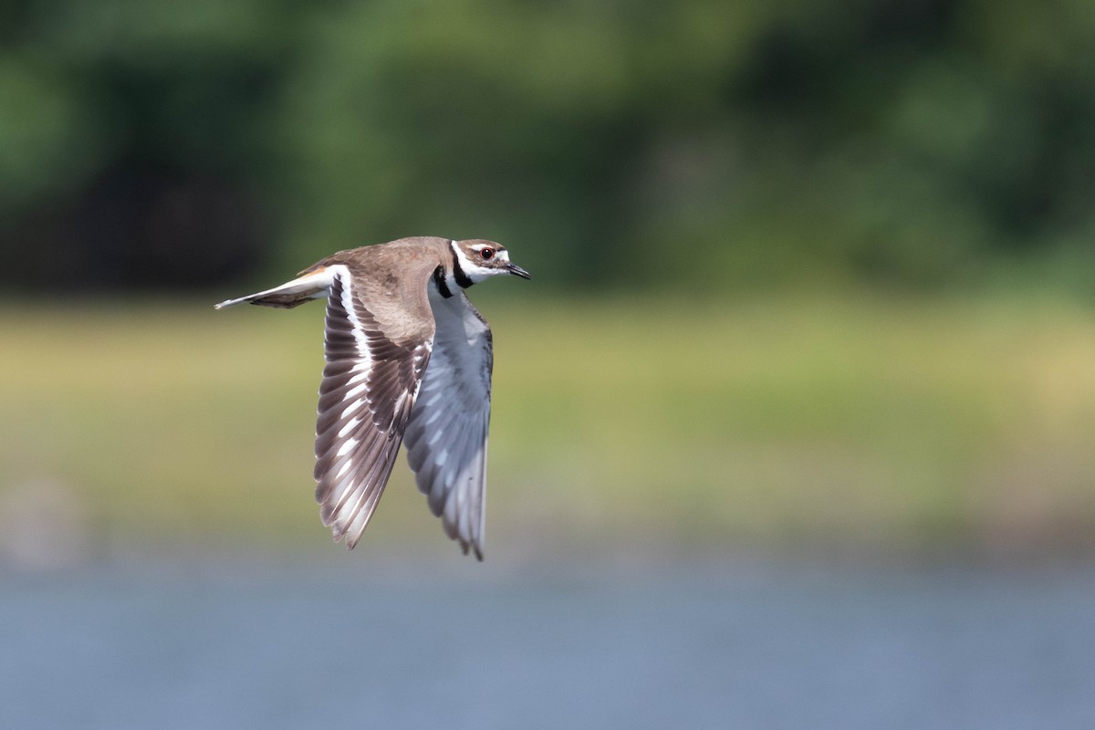 Killdeer - ML354677341