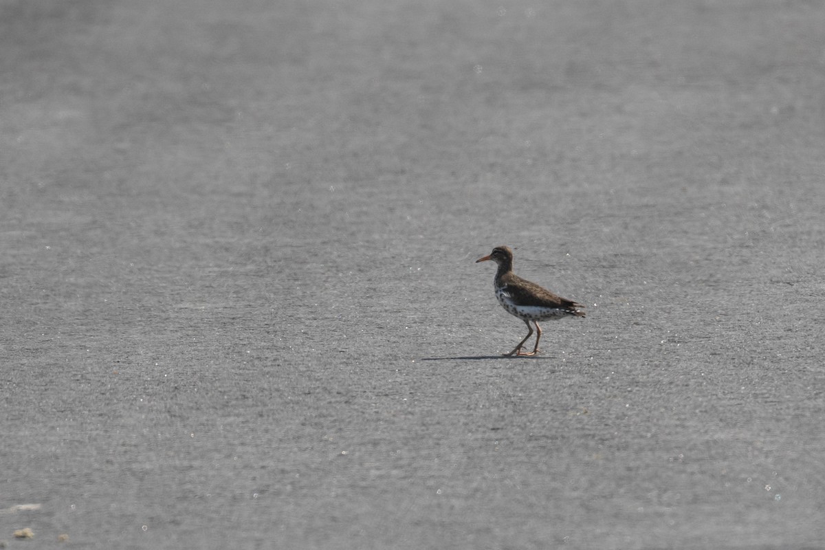 Spotted Sandpiper - ML354677371