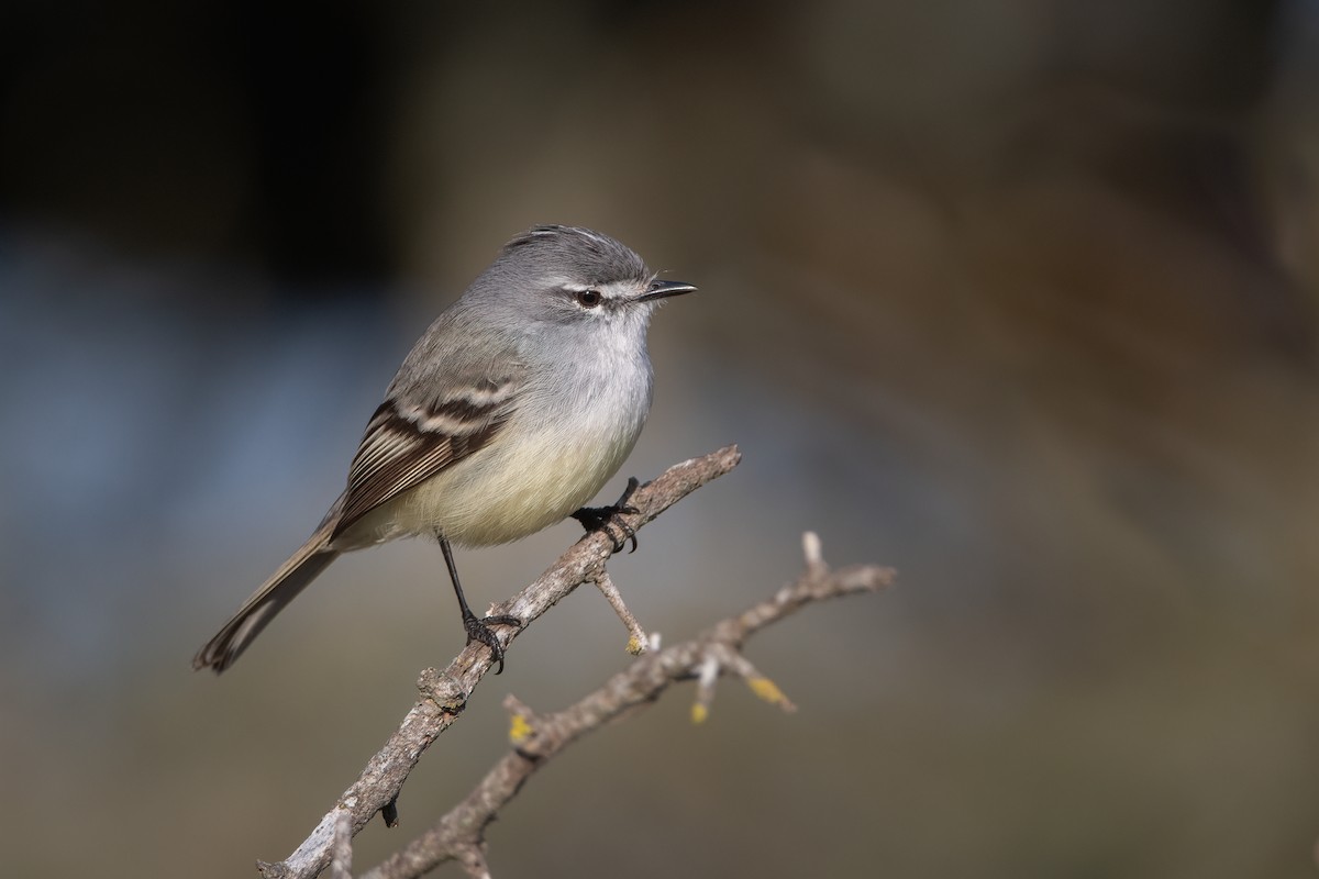 White-crested Tyrannulet (Sulphur-bellied) - ML354677971