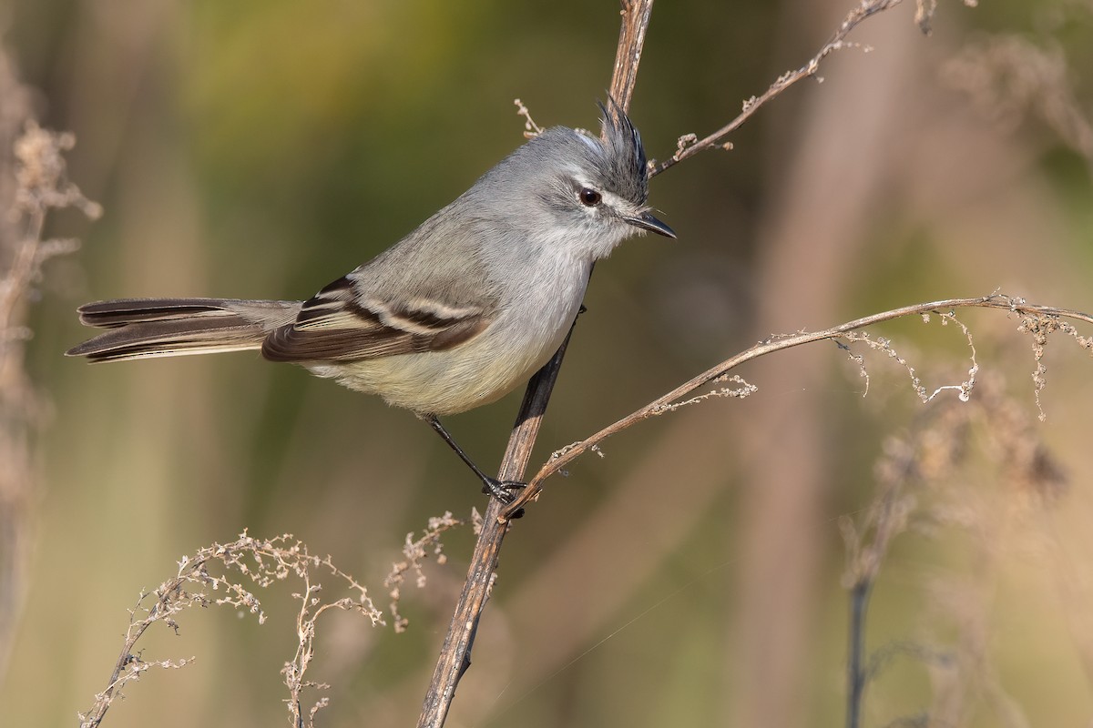 White-crested Tyrannulet (Sulphur-bellied) - ML354678021