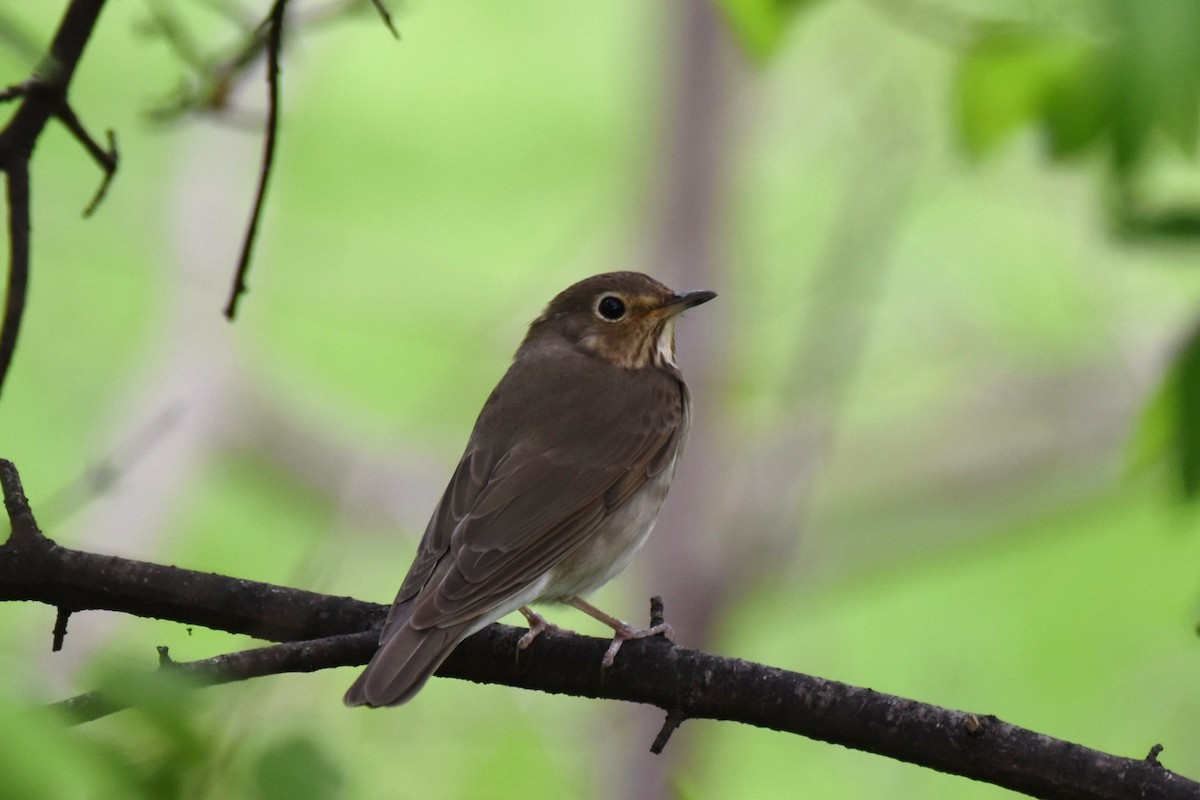 Swainson's Thrush - ML354679101