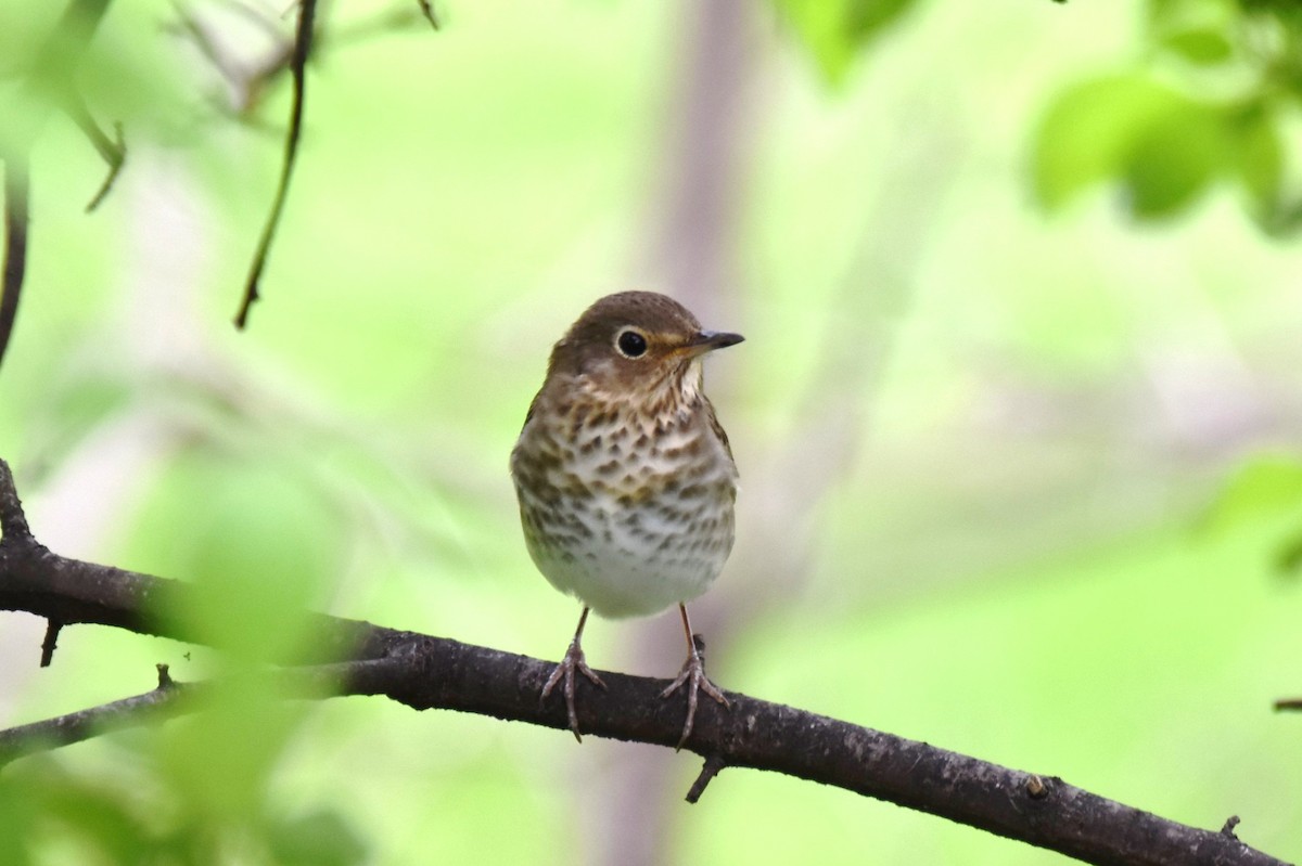 Swainson's Thrush - ML354679111