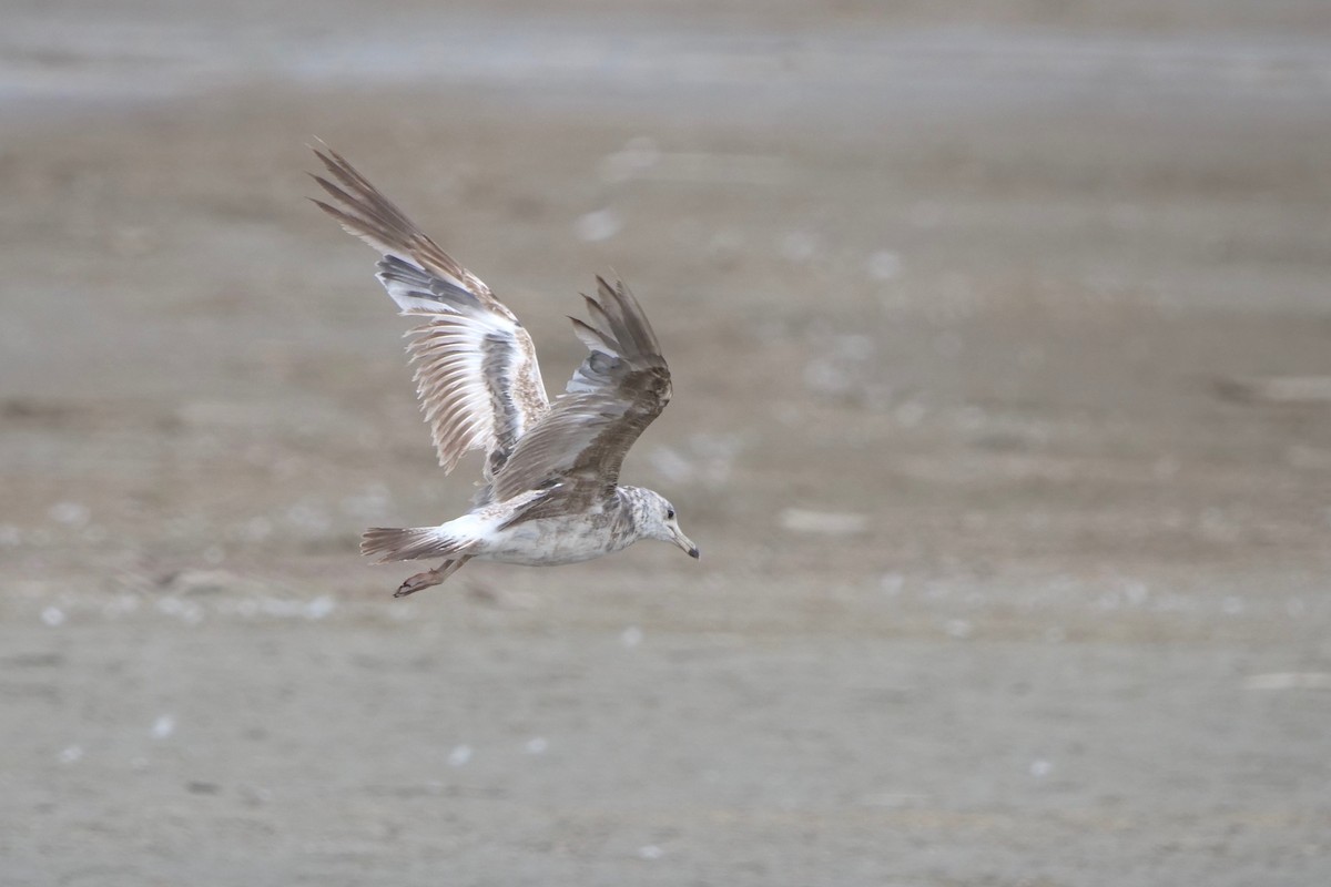 California Gull - ML354680631