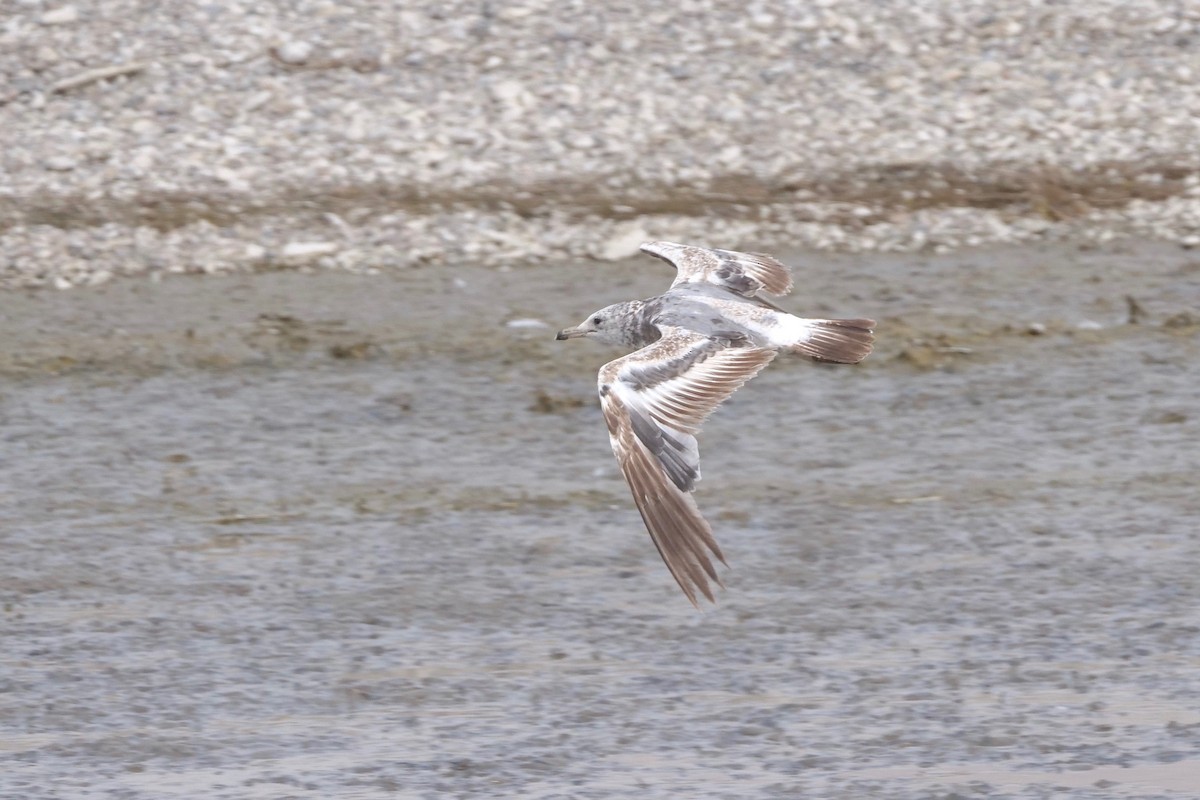 California Gull - ML354680711