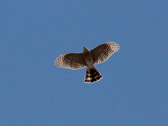 Sharp-shinned Hawk - ML35468131