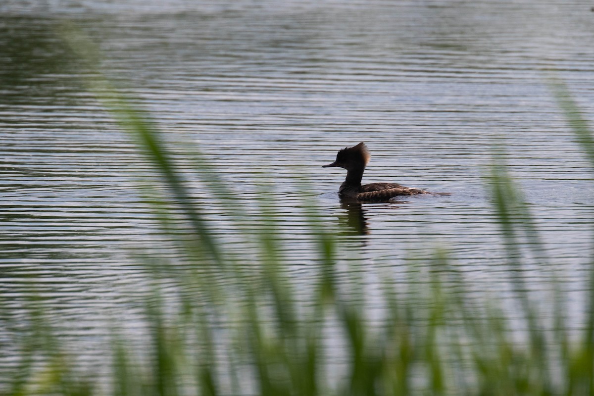 Hooded Merganser - ML354681531