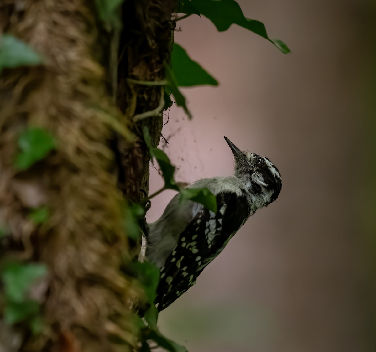 Hairy Woodpecker - ML354683961