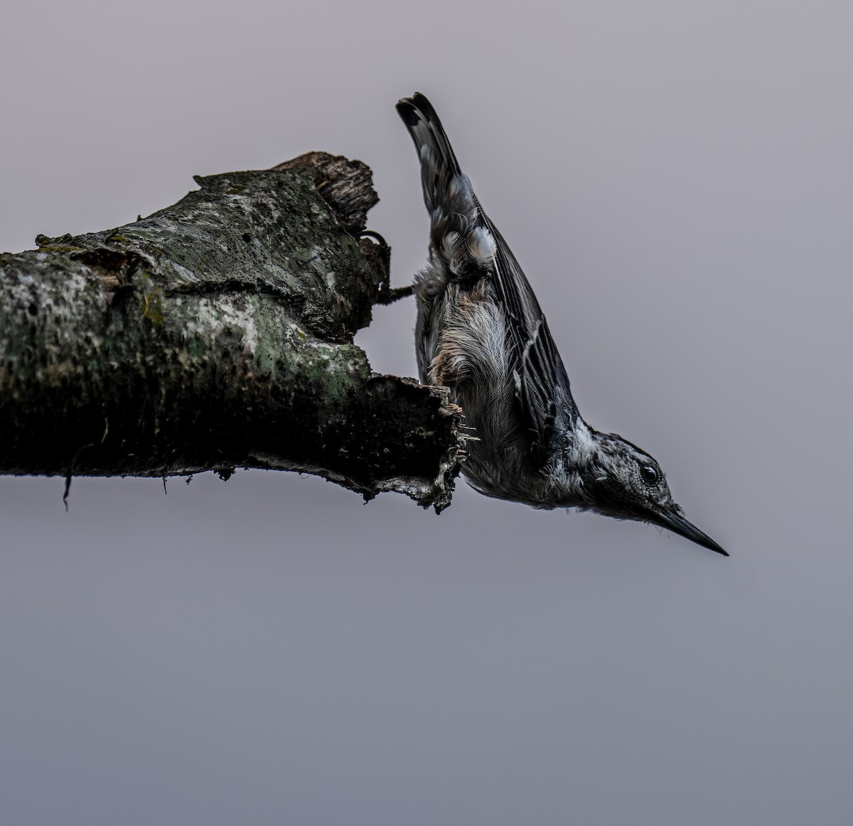 White-breasted Nuthatch - ML354685151