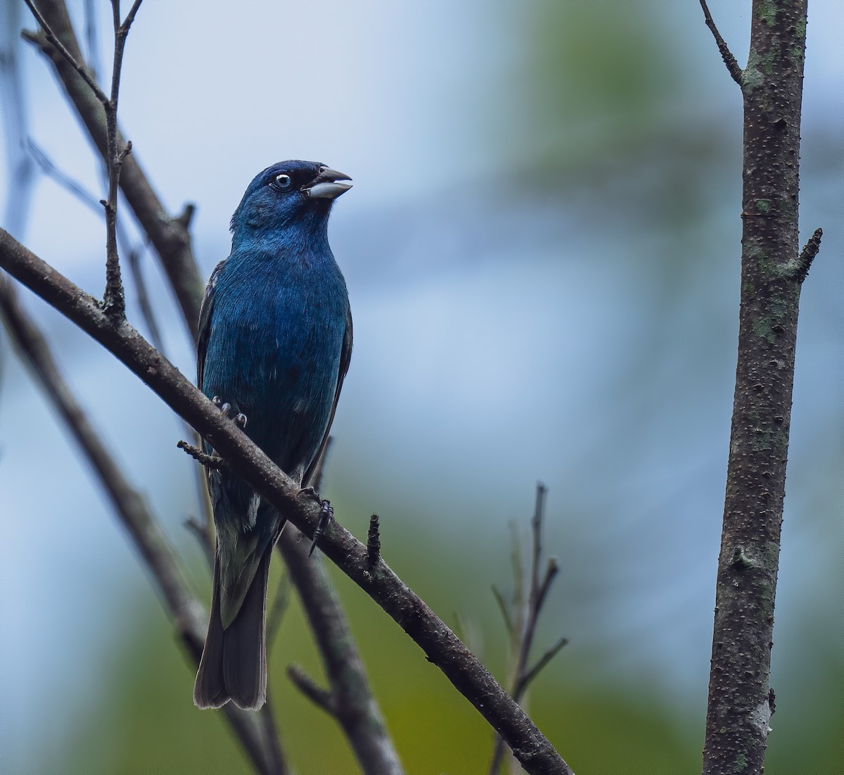 Indigo Bunting - ML354685261