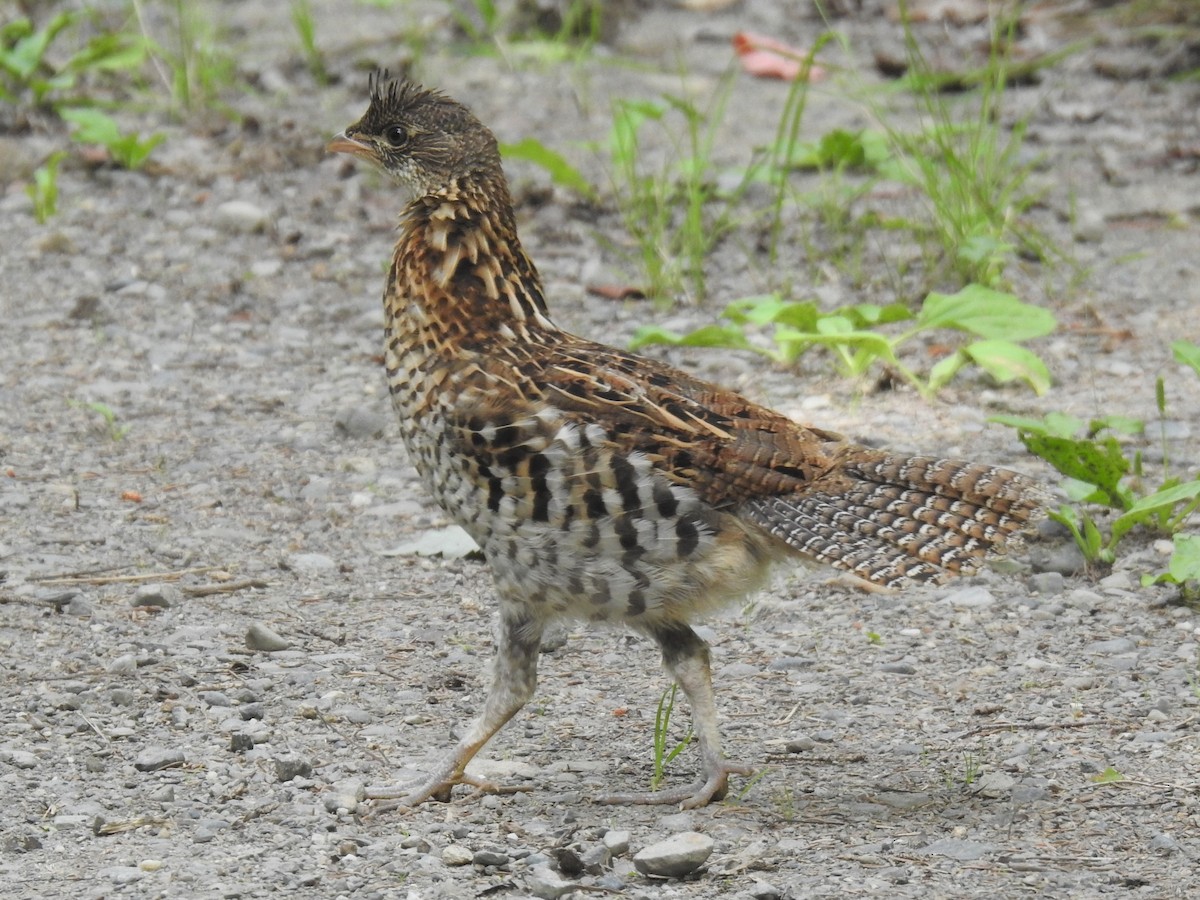 Ruffed Grouse - Glenn Hodgkins