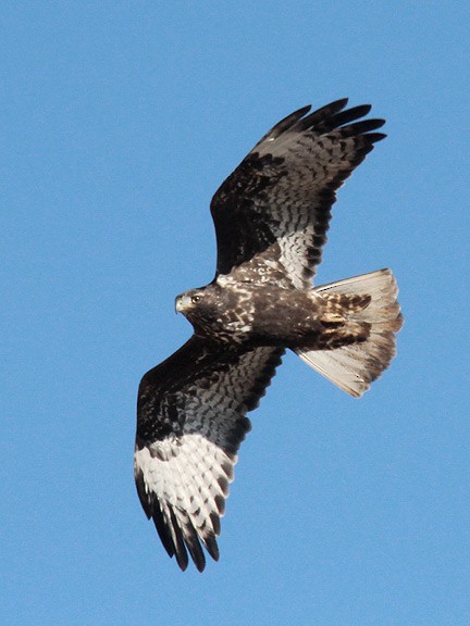 Red-tailed Hawk (Harlan's) - ML35468661