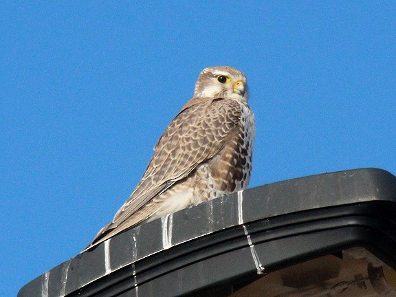 Prairie Falcon - ML35468961