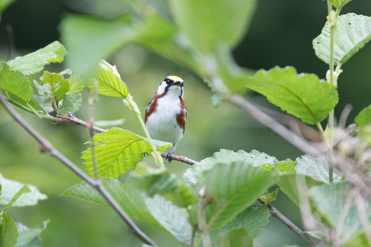 Chestnut-sided Warbler - ML354690941