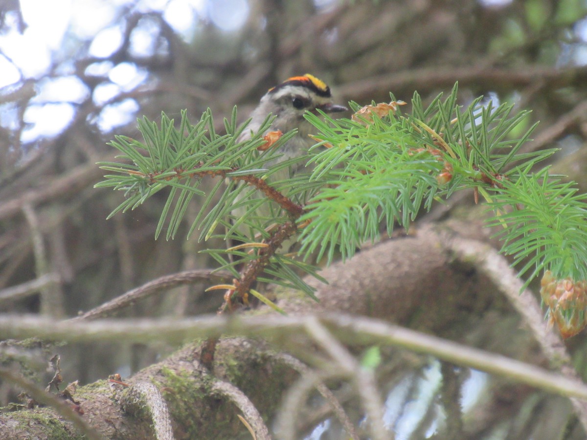 Golden-crowned Kinglet - Marissa Noelle