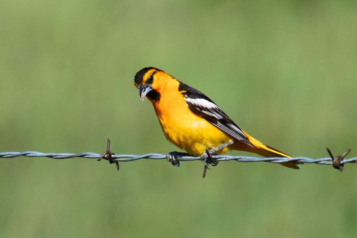 Bullock's Oriole - ML354693381