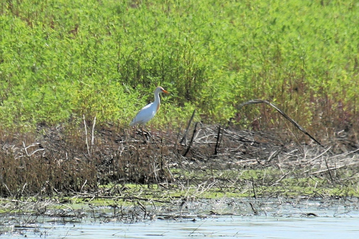 Египетская цапля (ibis) - ML354693431