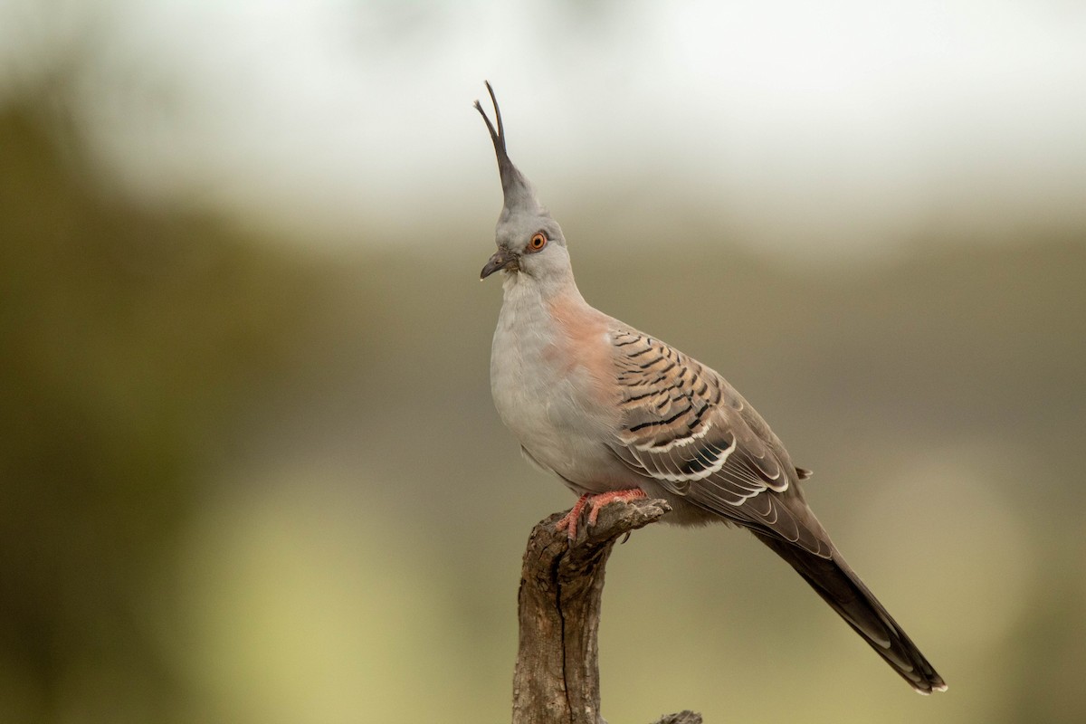 Crested Pigeon - Jamie Smith-Morvell