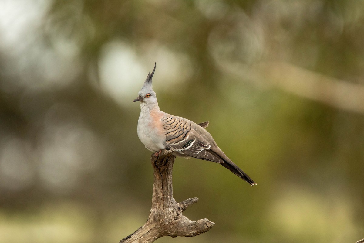Crested Pigeon - Jamie Smith-Morvell