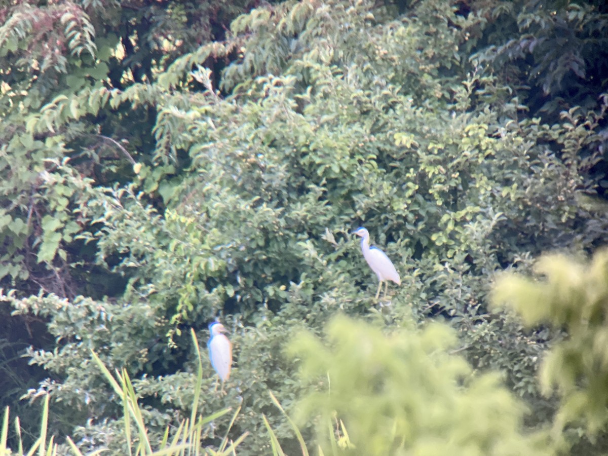 Little Blue Heron - ML354695541