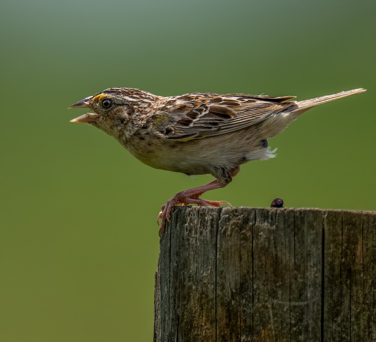 Grasshopper Sparrow - ML354695621