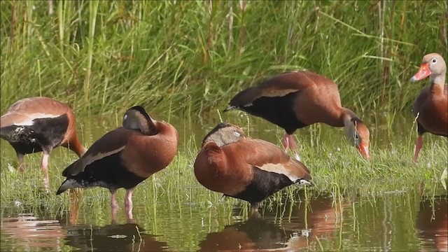 Black-bellied Whistling-Duck - ML354696221