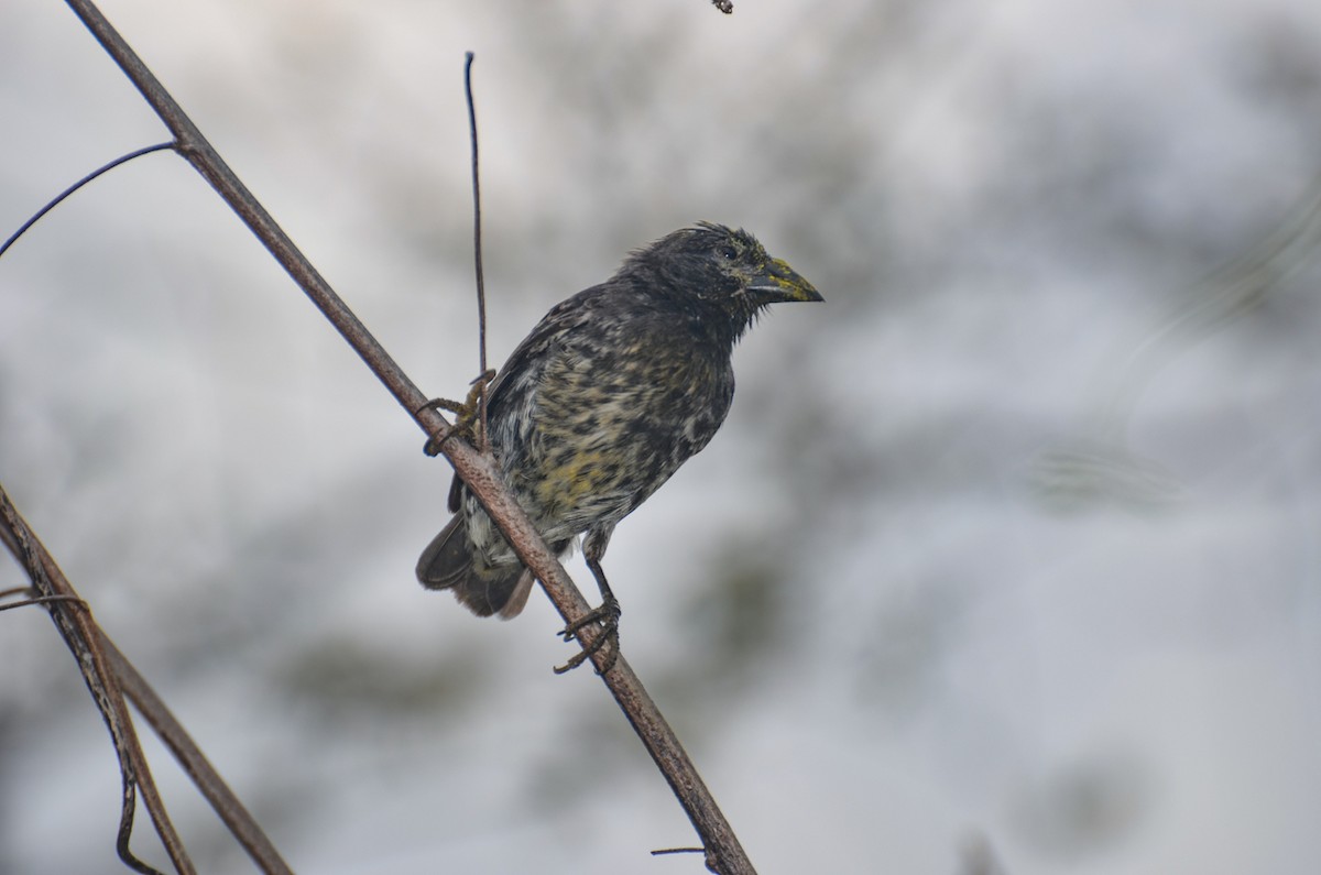 Common Cactus-Finch - ML354696701